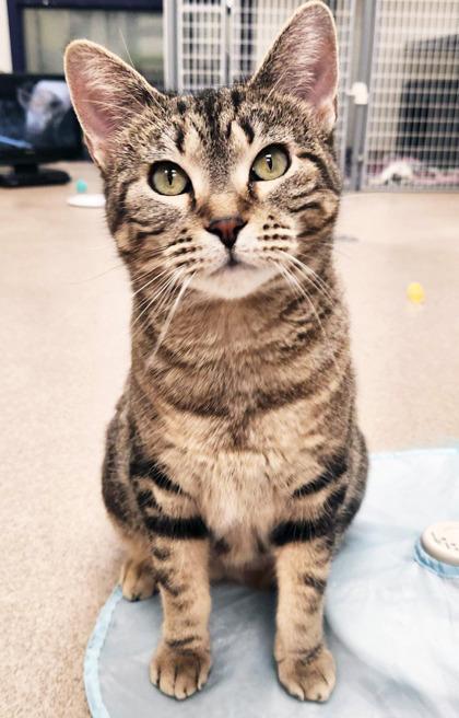 Galaxy Gorgeous Little photo 1