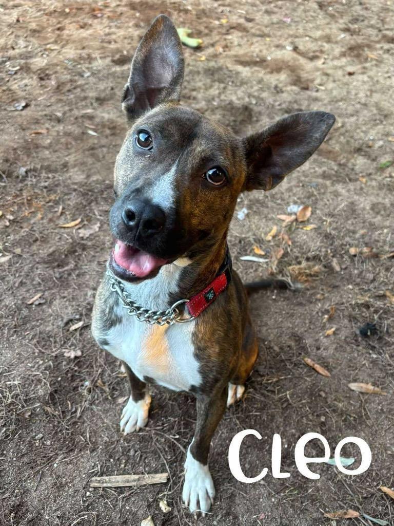 Cleo