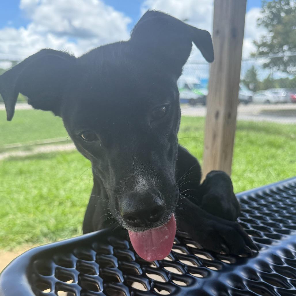 A young medium-sized male Black Mixed Breed dog named Rio for adoption in Alabaster, AL