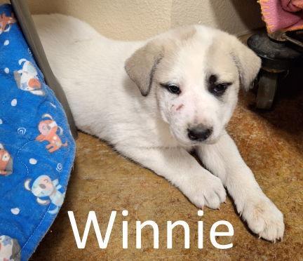 Winnie