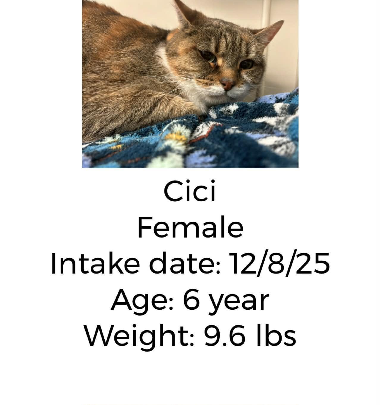 Cici