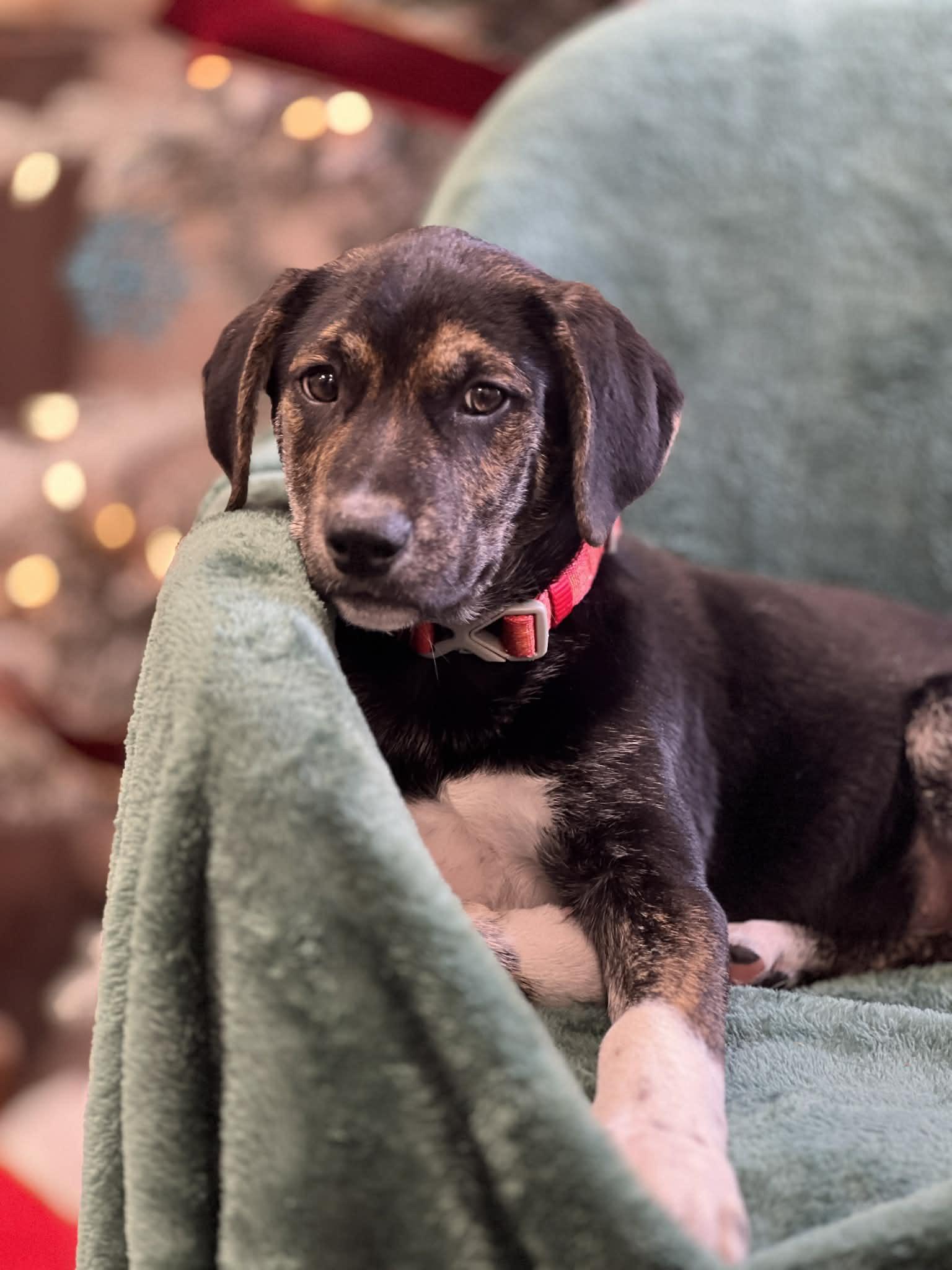 Socks The Shepherd Mix