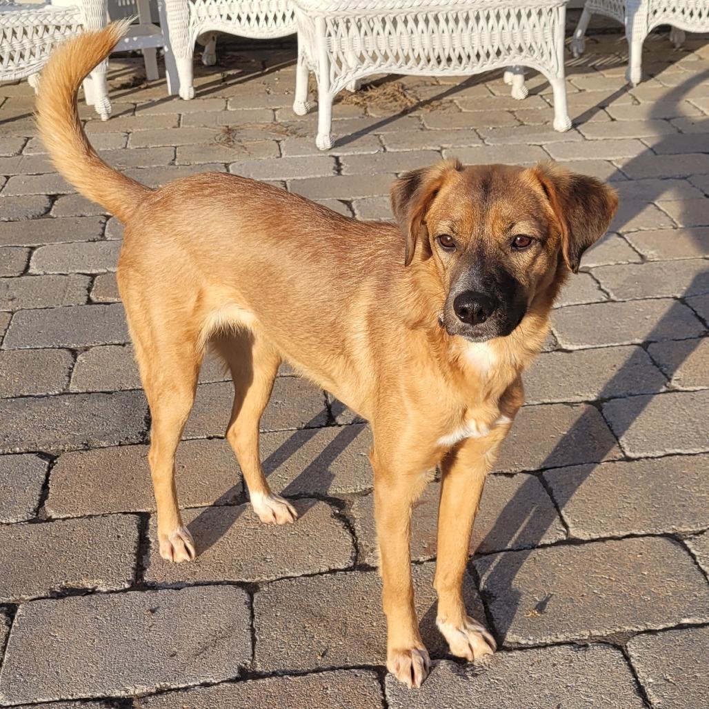 A young medium-sized female Brown / Chocolate Mixed Breed dog named Mango for adoption in Alexandria, VA