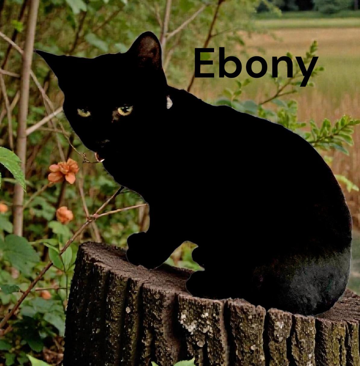 Ebony