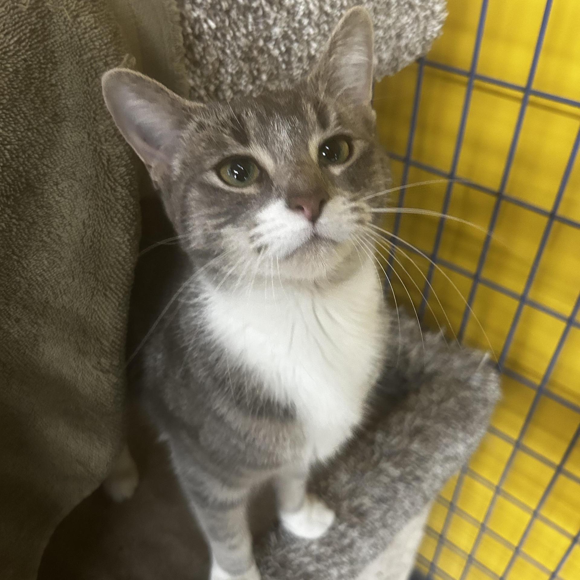 A baby medium-sized female Tabby (Gray / Blue / Silver) Domestic Short Hair cat named Louisa May for adoption in Grand Rapids, MI