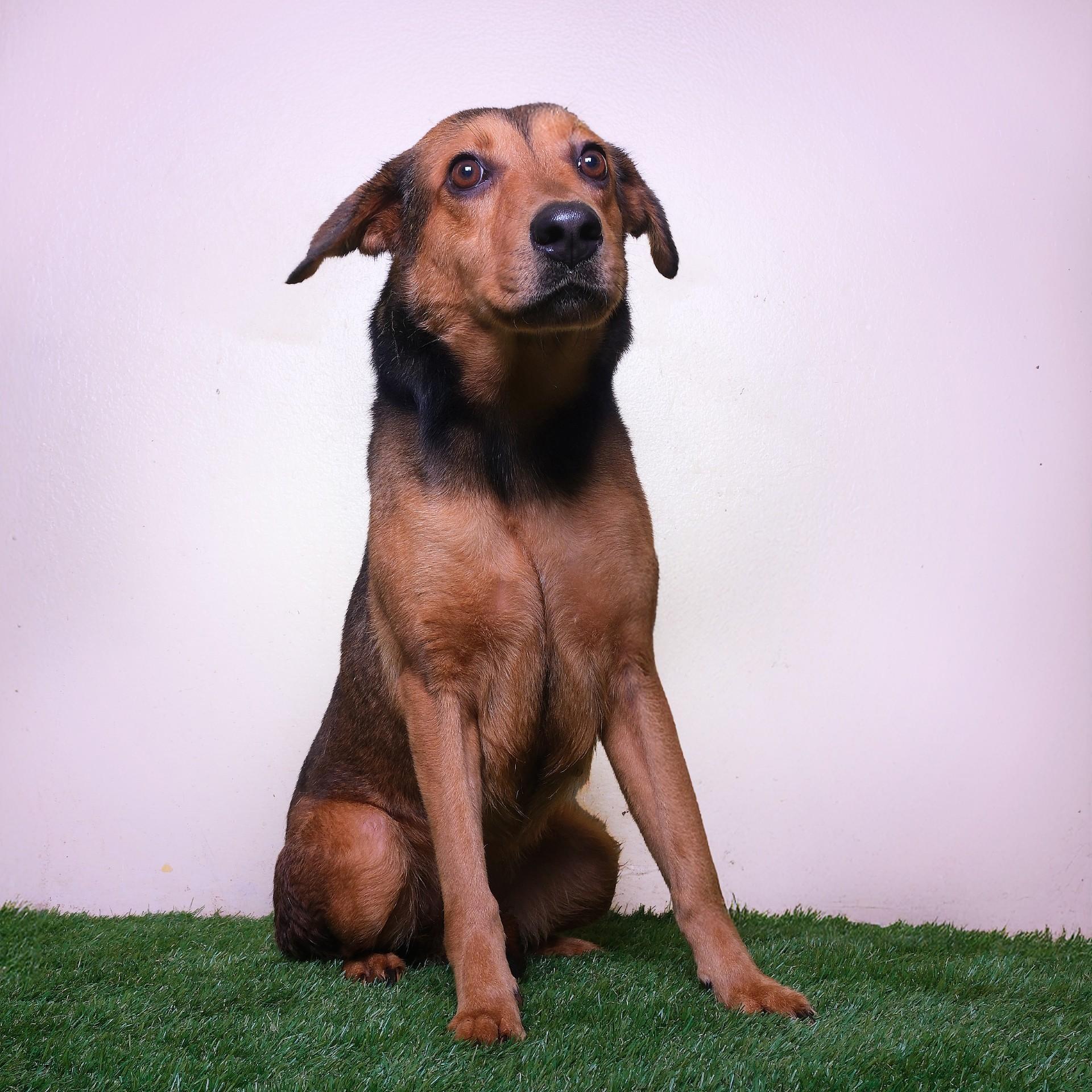 An adult medium-sized female Brown / Chocolate Mixed Breed dog named Canela for adoption in San Juan, PR