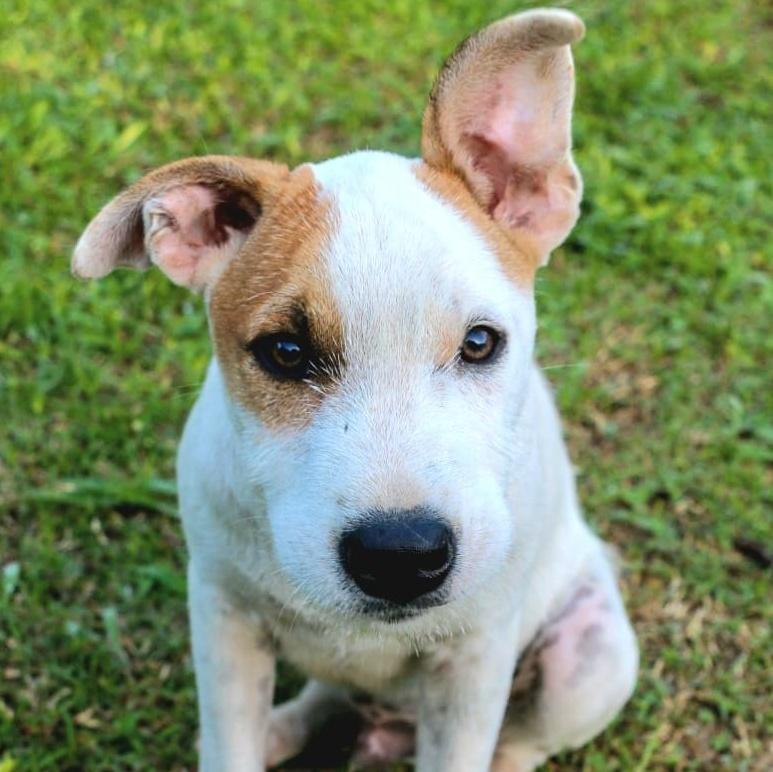 Parche "absolutely Loveable!"