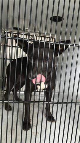 A young small-sized female German Shepherd Dog dog named Harper for adoption in Houston, TX