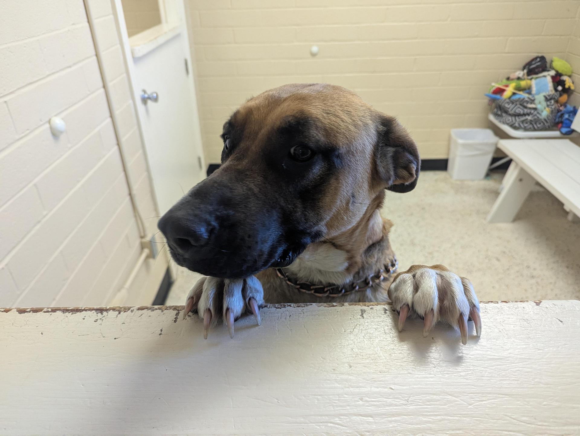 An adult large-sized female Brown / Chocolate German Shepherd Dog dog named Holly for adoption in Rocky Mount, NC