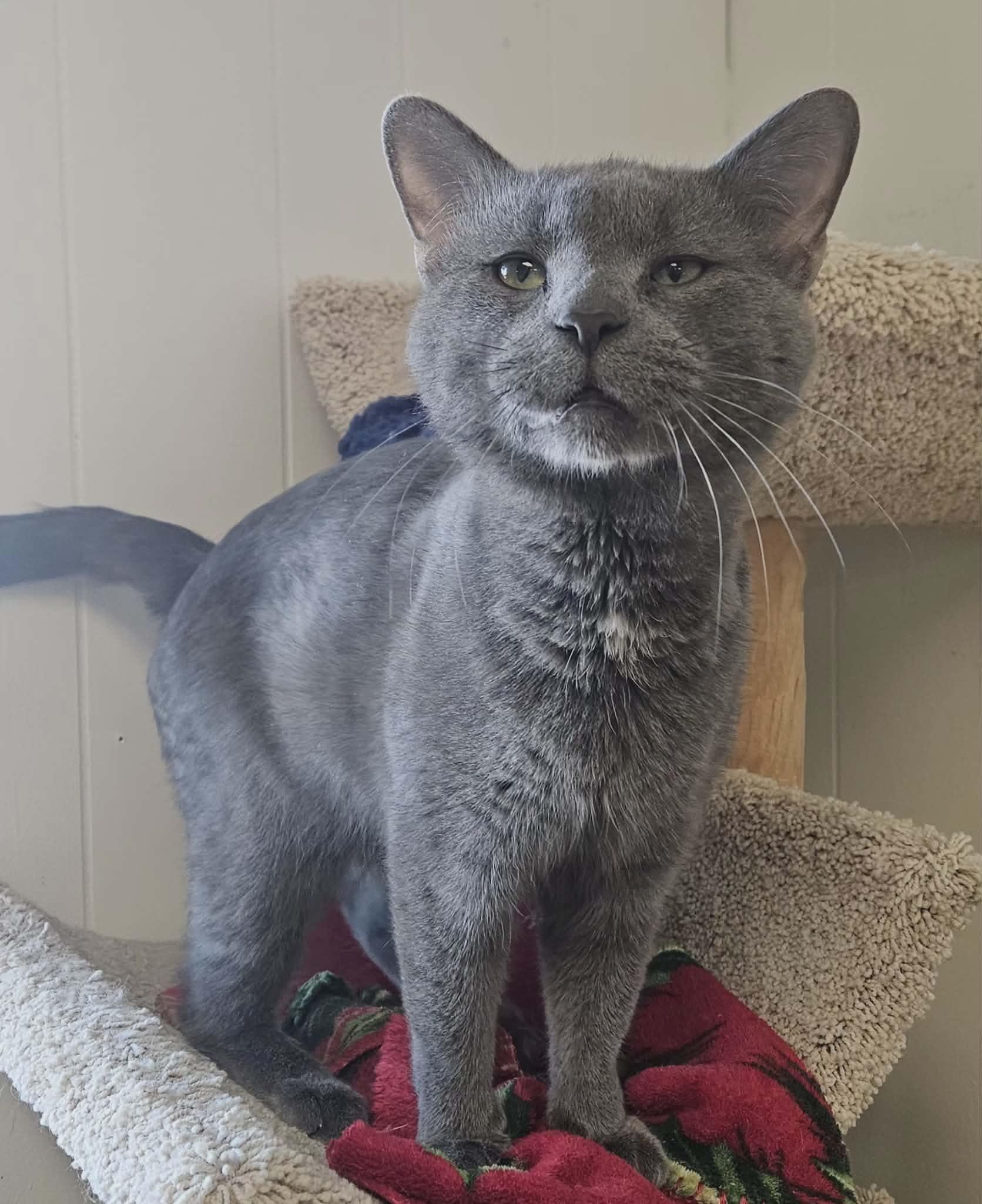 Chuck Norris "chuck"