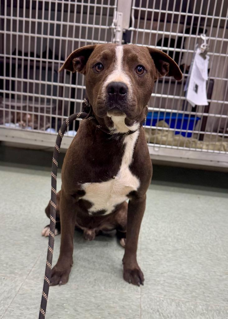 A young medium-sized male Mixed Breed dog named Maverick for adoption in Danielsville, GA