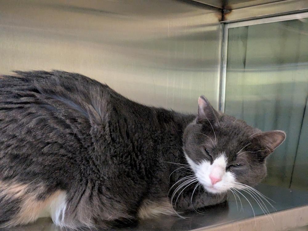 Sparkle Toes Teddy Bear