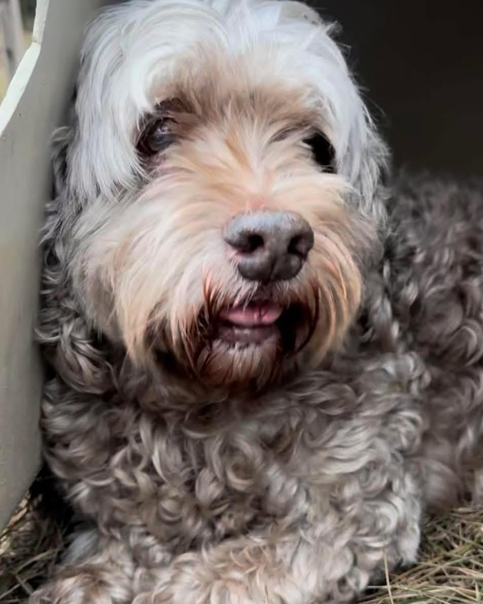 A senior small-sized male Poodle dog named Sweet Pea for adoption in Fosters, AL