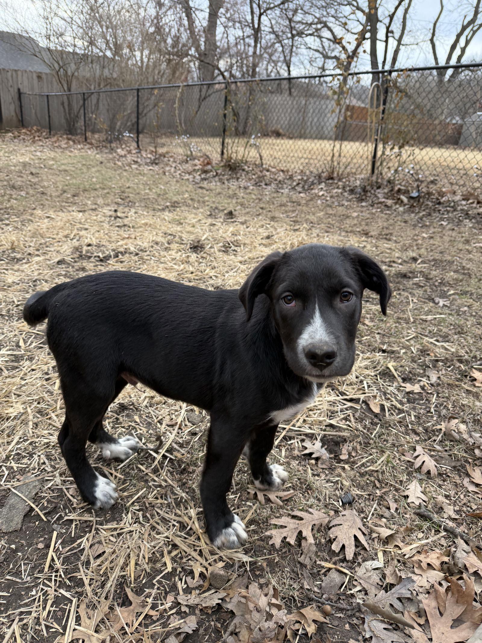 Charlie Brown photo 1