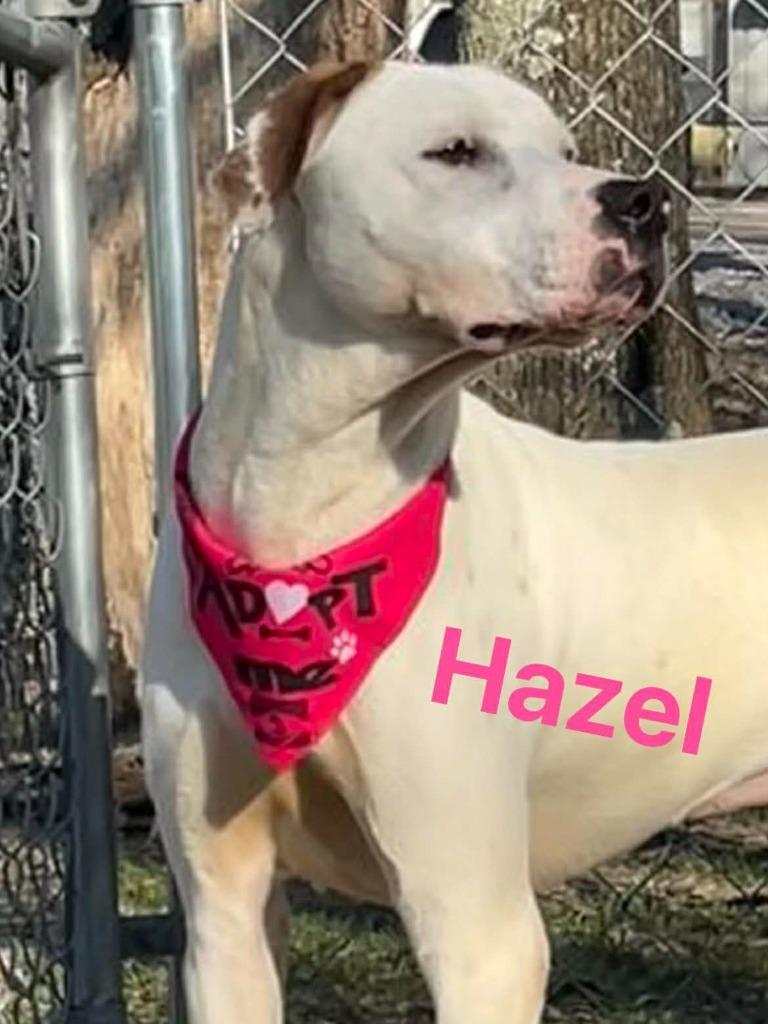 Hazel