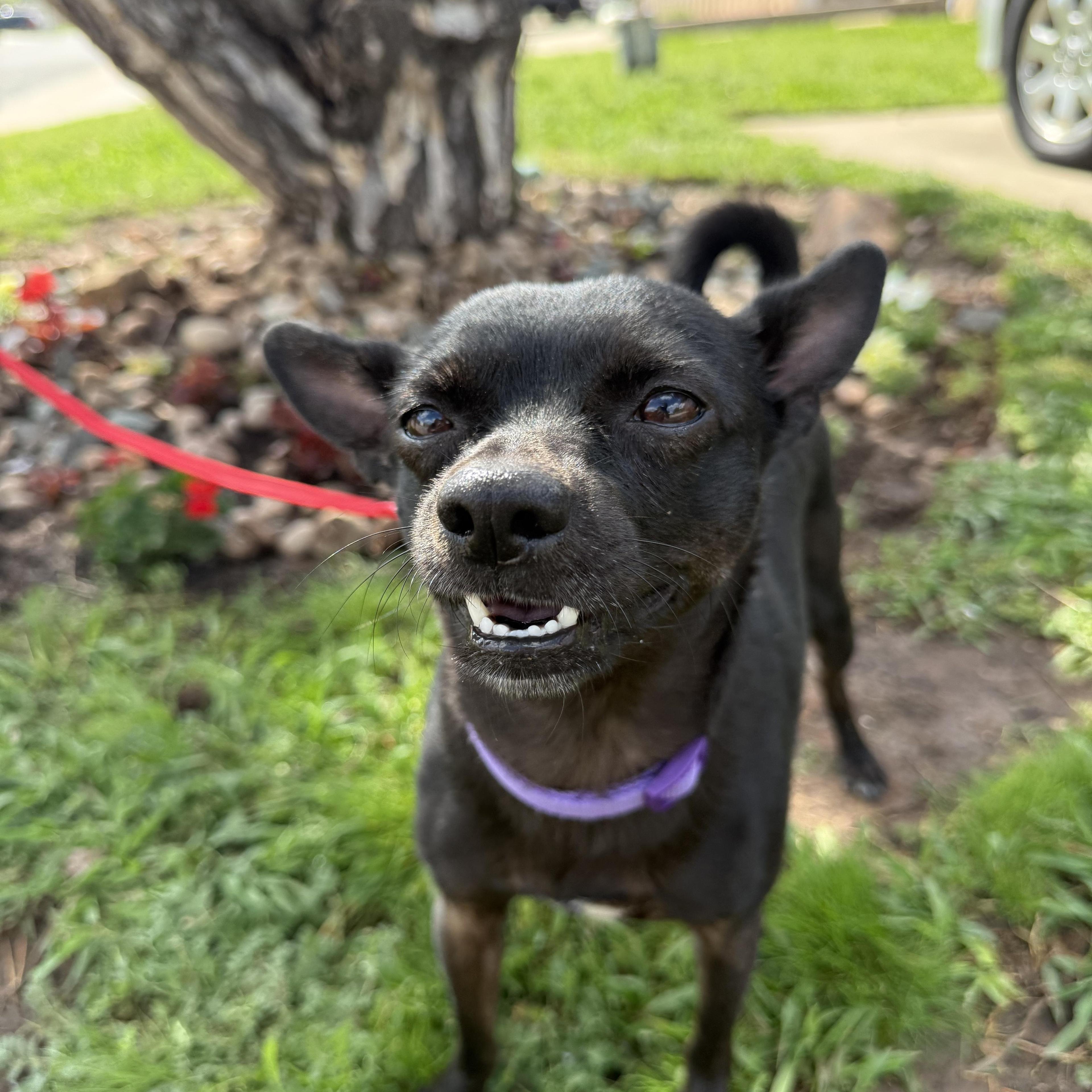 Chuey Yeahque photo 1