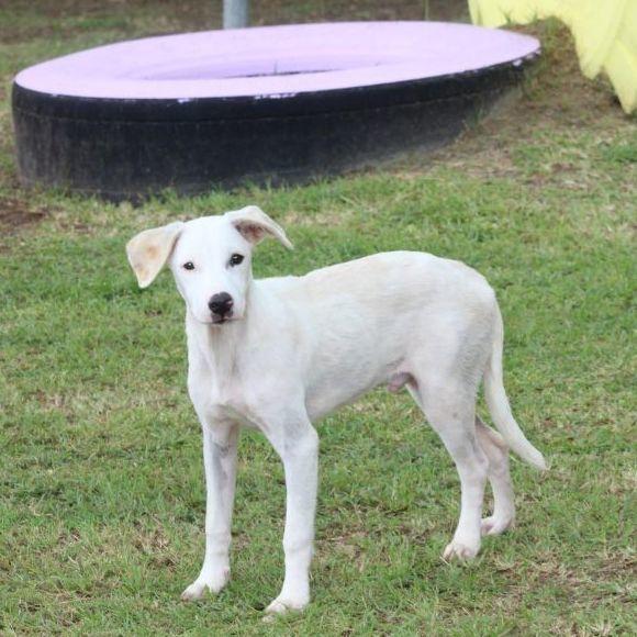 A young medium-sized male White / Cream Labrador Retriever dog named Rufus for adoption in Humacao, PR