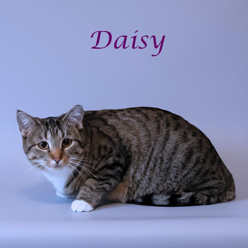 Daisy C