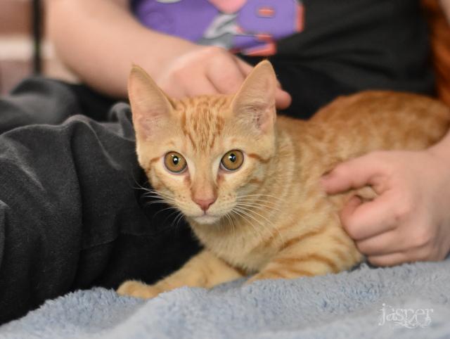 A young medium-sized male Tabby (Orange / Red) Domestic Short Hair cat named Jasper for adoption in Conroe, TX