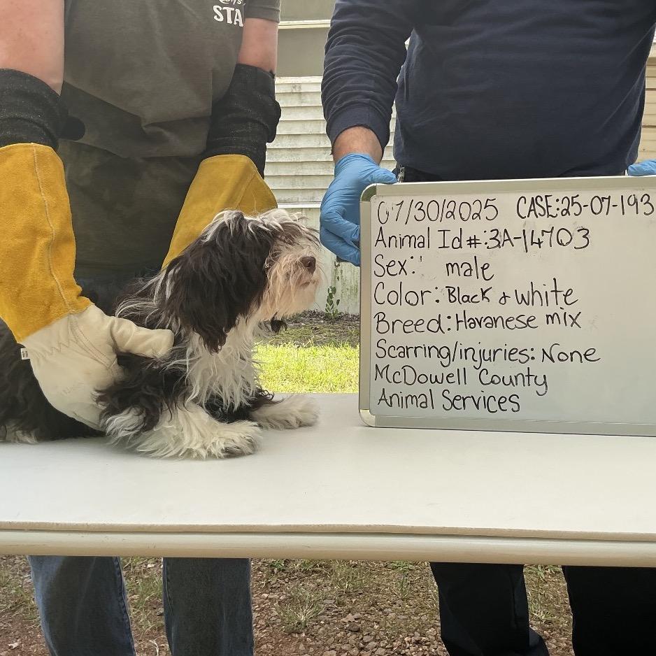 An adult small-sized female Brown / Chocolate Havanese dog named Spring A for adoption in Wappingers Falls, NY