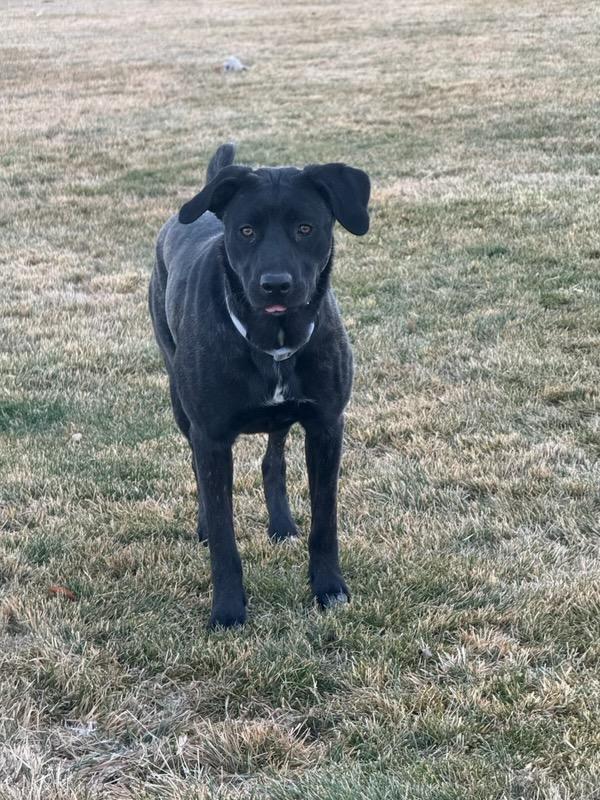 Ebony Courtesy Listing See