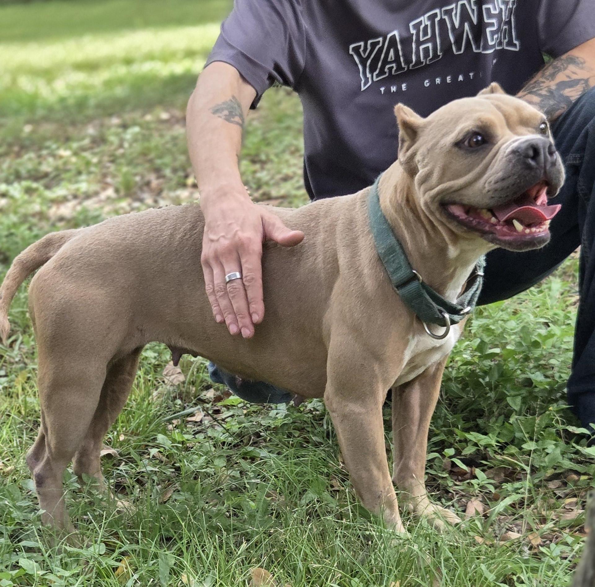 An adult medium-sized female Yellow / Tan / Blond / Fawn Staffordshire Bull Terrier dog named Buttercup for adoption in Longview, TX