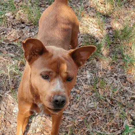 An adult medium-sized male Red / Chestnut / Orange Carolina Dog dog named Peanut for adoption in Denison, TX