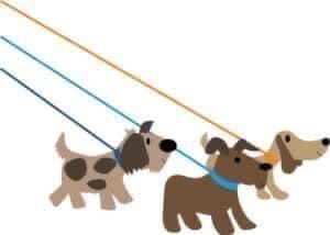 Dog Walkers Needed!!