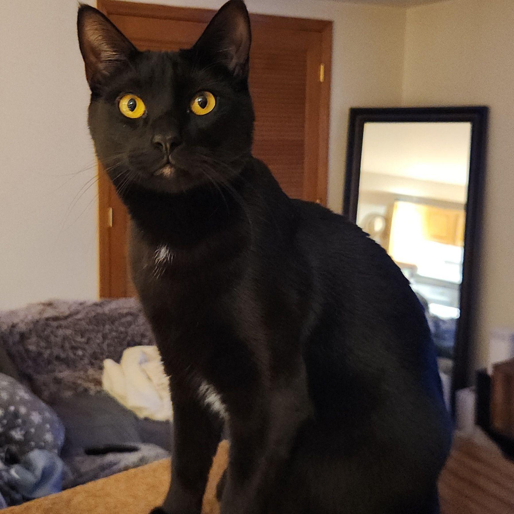 Willy With The Goatee