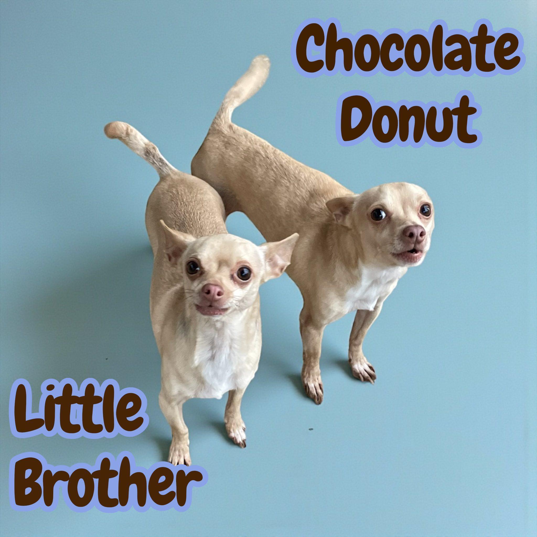 Chocolate Donut & Little