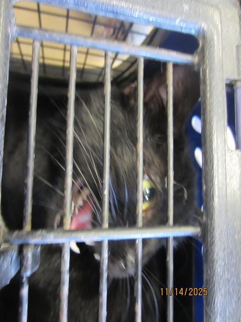 A young small-sized male Domestic Short Hair cat named Onyx for adoption in Ocala, FL
