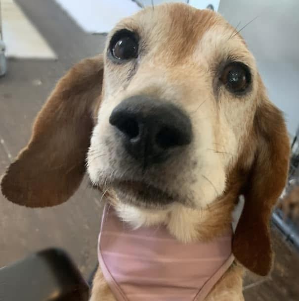 Mona The Sweetest Beagle