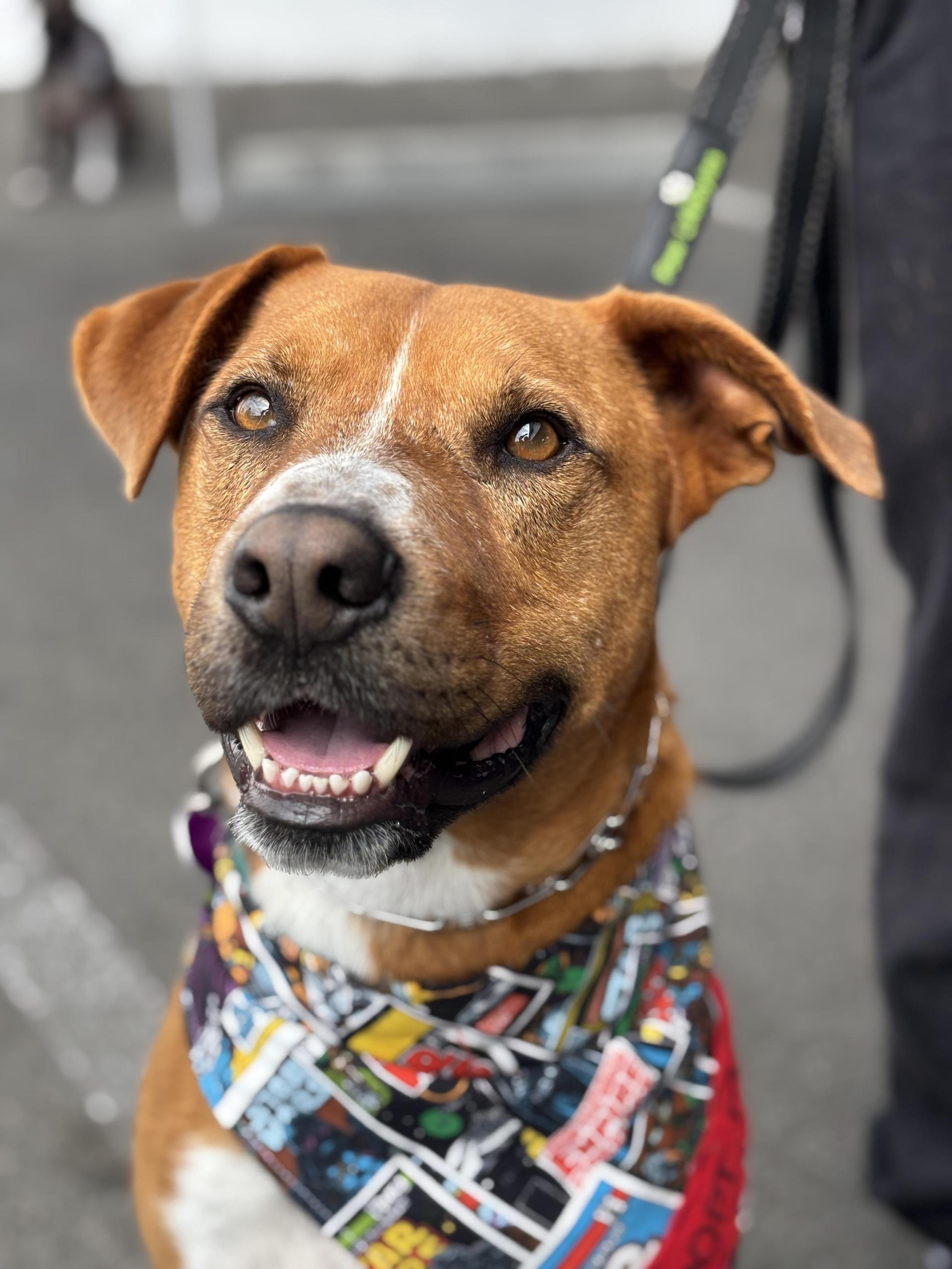 An adult large-sized male Golden Labrador Retriever dog named Gus for adoption in los angeles, CA