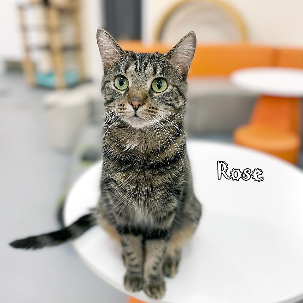 Rose @pawz Pet Cafe