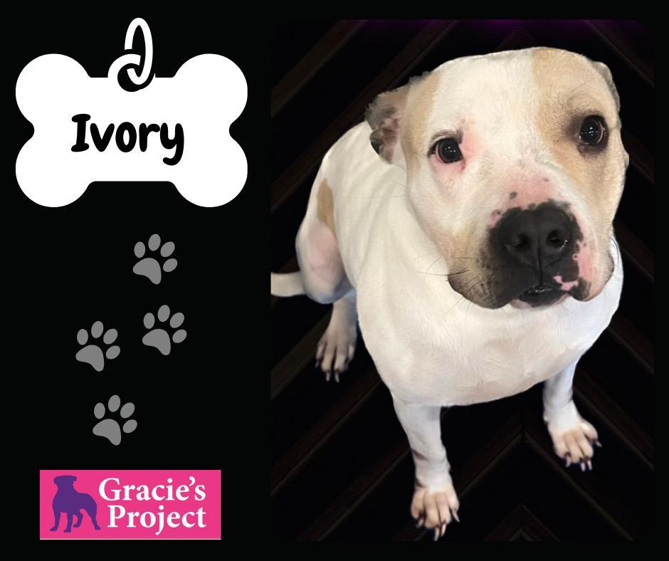 Ivory