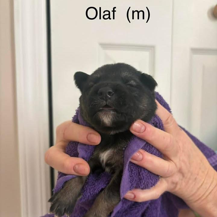 Olaf