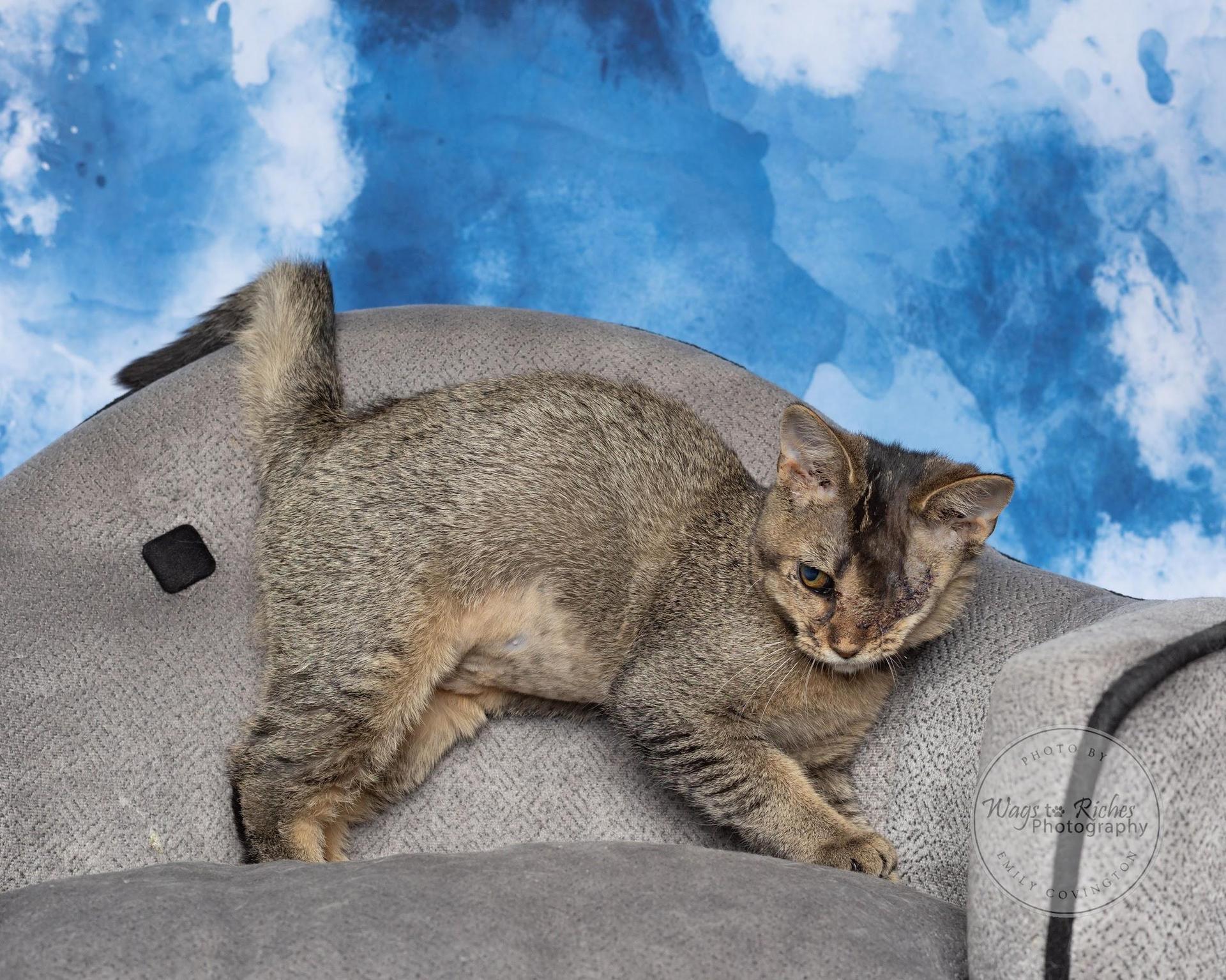 A baby medium-sized female Brown / Chocolate Domestic Short Hair cat named Hazel for adoption in Tuscaloosa, AL