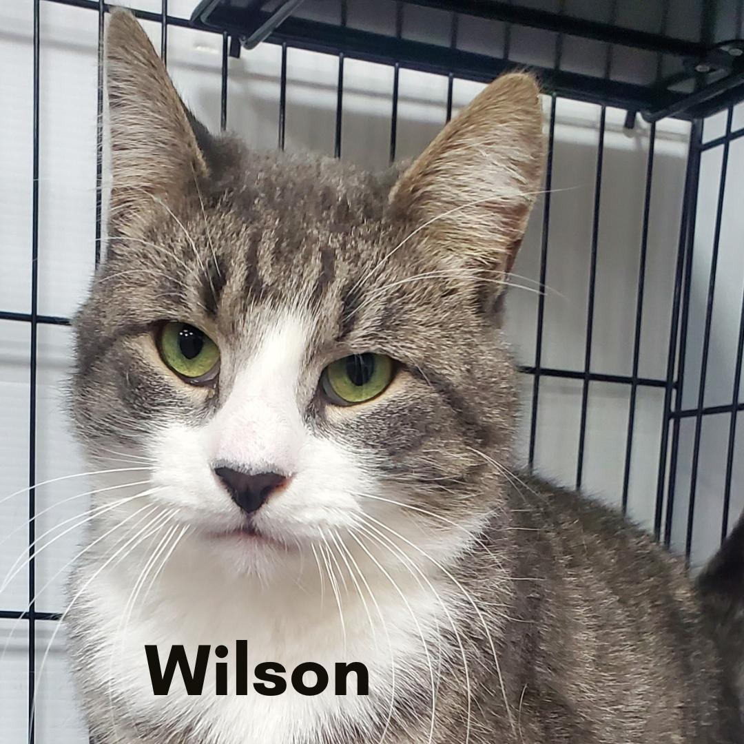 Wilson