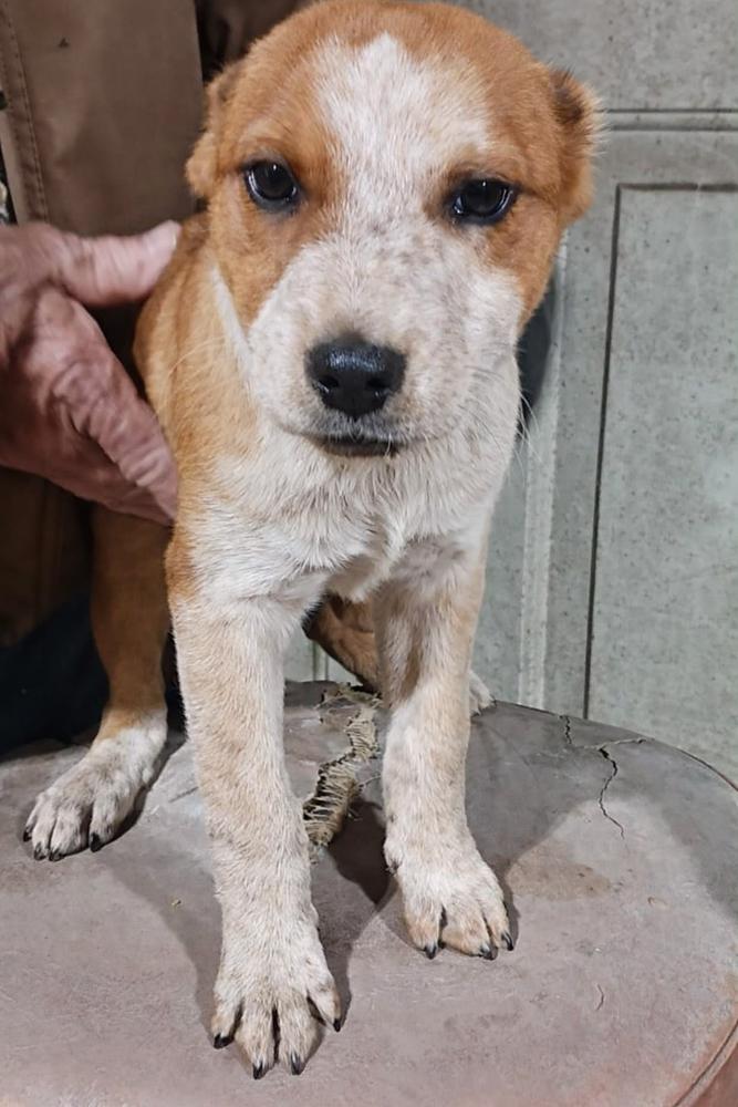 Southern Country Crew