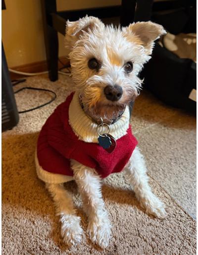 A senior small-sized female White / Cream Miniature Schnauzer dog named Bella Sue for adoption in Miamisburg, OH