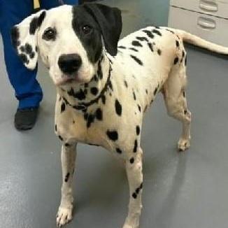 An adult medium-sized female White / Cream Dalmatian dog named Peppermint Mochawinder Ga for adoption in San Diego, CA