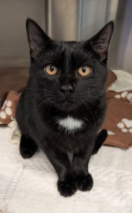 A young small-sized male Domestic Short Hair cat named Black Panther for adoption in Atlanta, GA