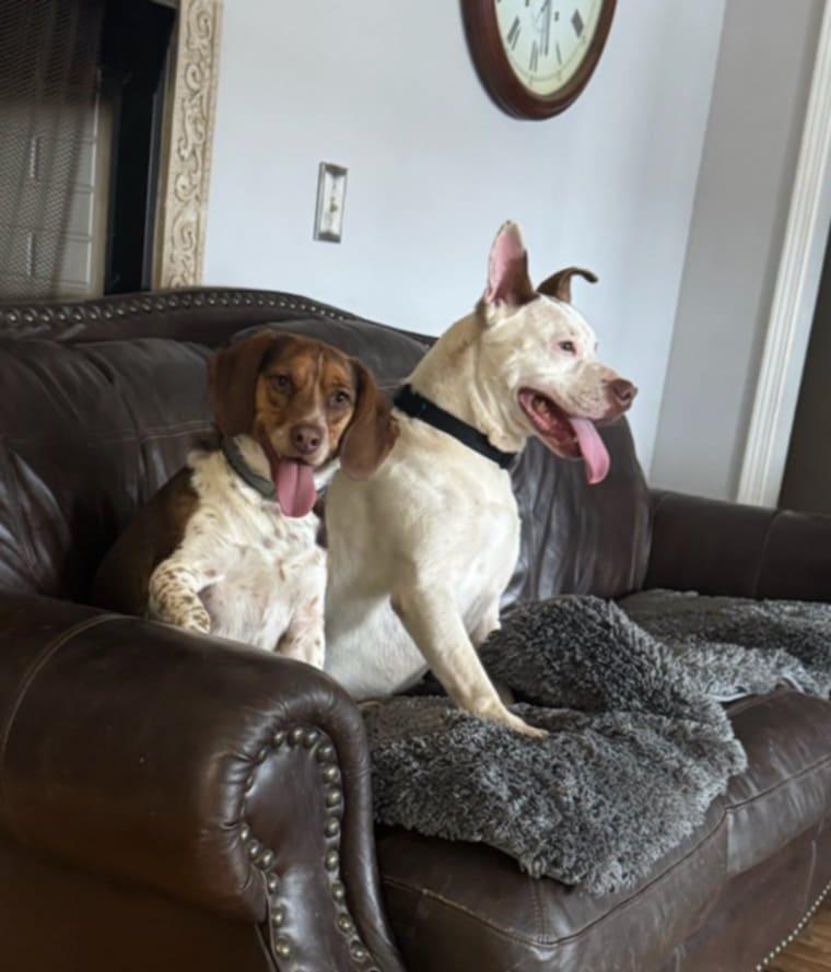 An adult large-sized male White / Cream Terrier dog named Bingo for adoption in Bolivar, TN