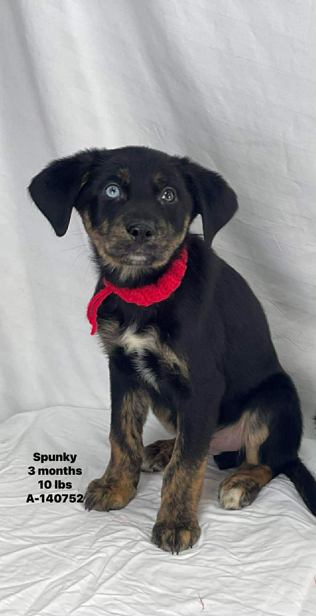 Spunky The Retriever Mix