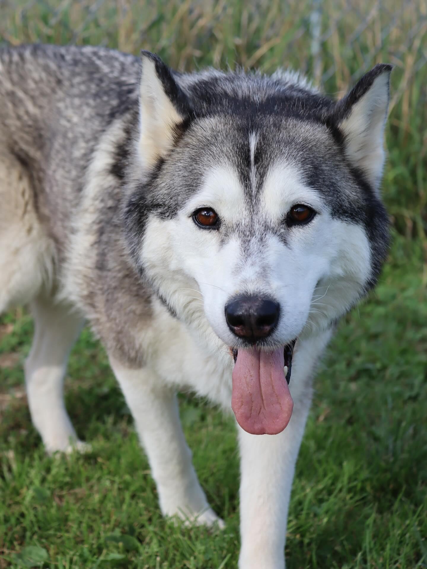 A senior large-sized female Husky dog named Lexie for adoption in Austin, MN