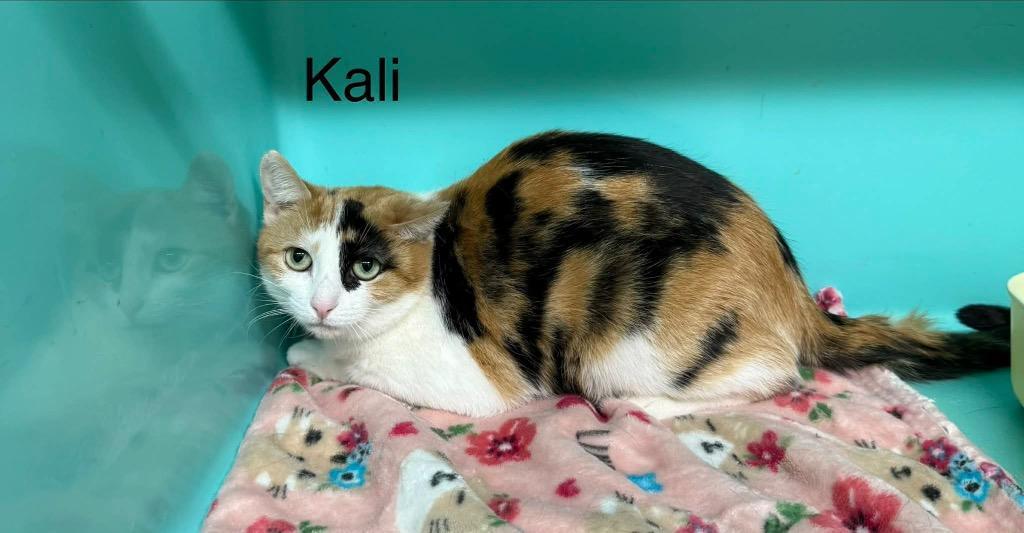 Kali