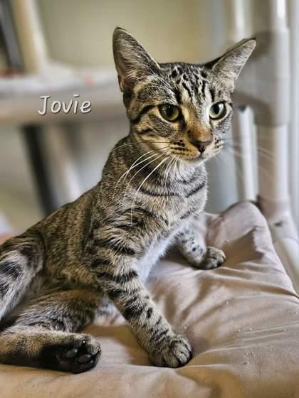 Jovie photo 1