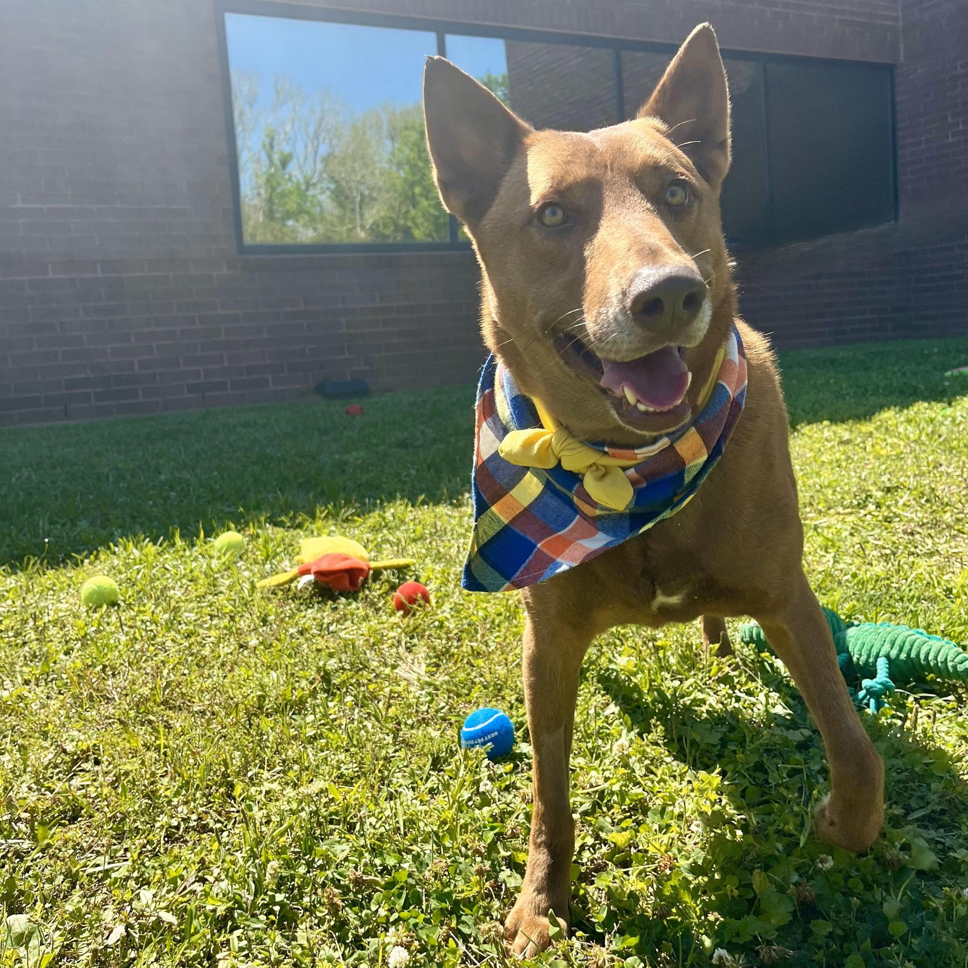 An adult large-sized male Chocolate Labrador Retriever dog named Fernando for adoption in angleton, TX