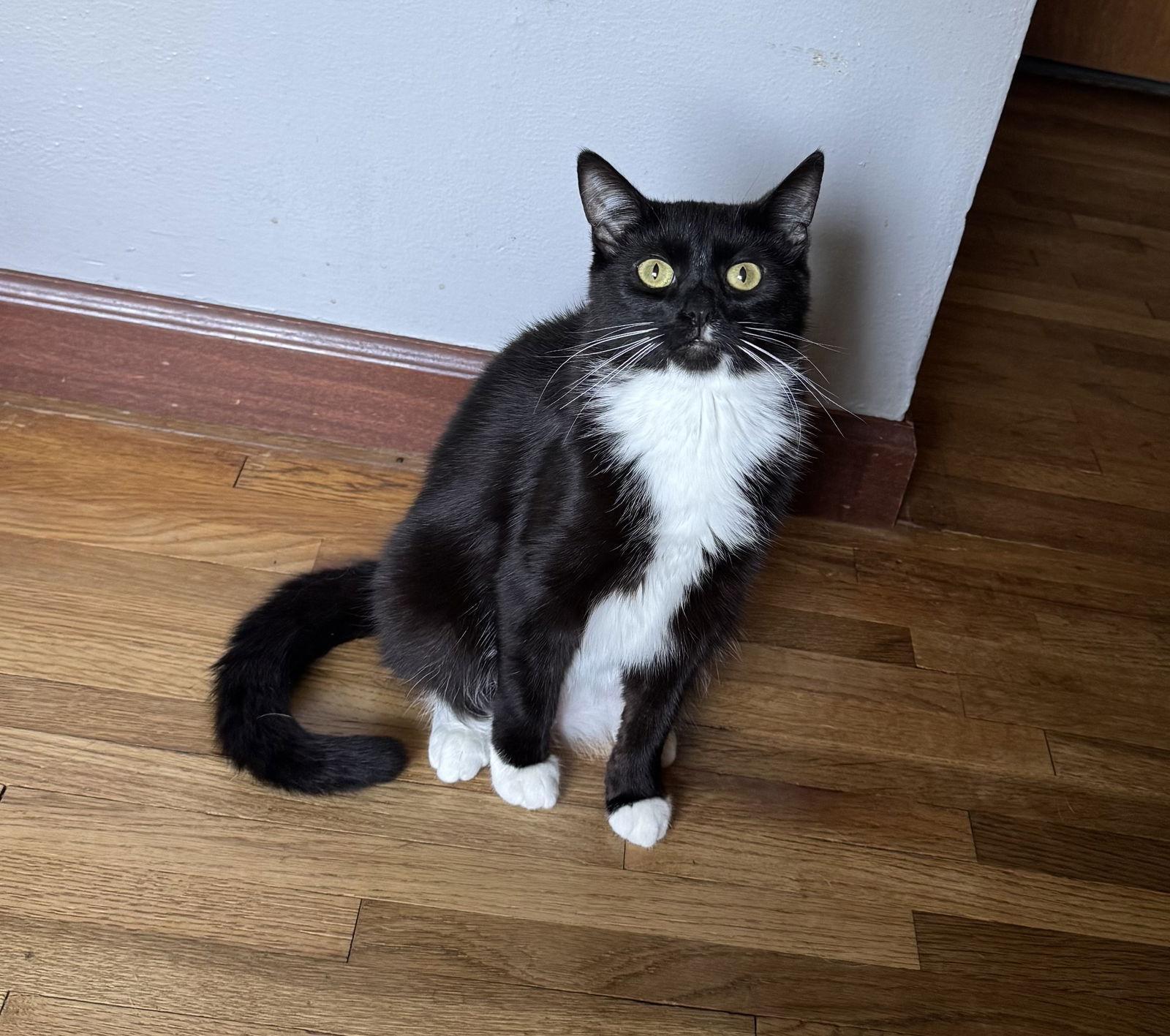 A young small-sized female Black & White / Tuxedo Domestic Short Hair cat named Sky C for adoption in minneapolis, MN