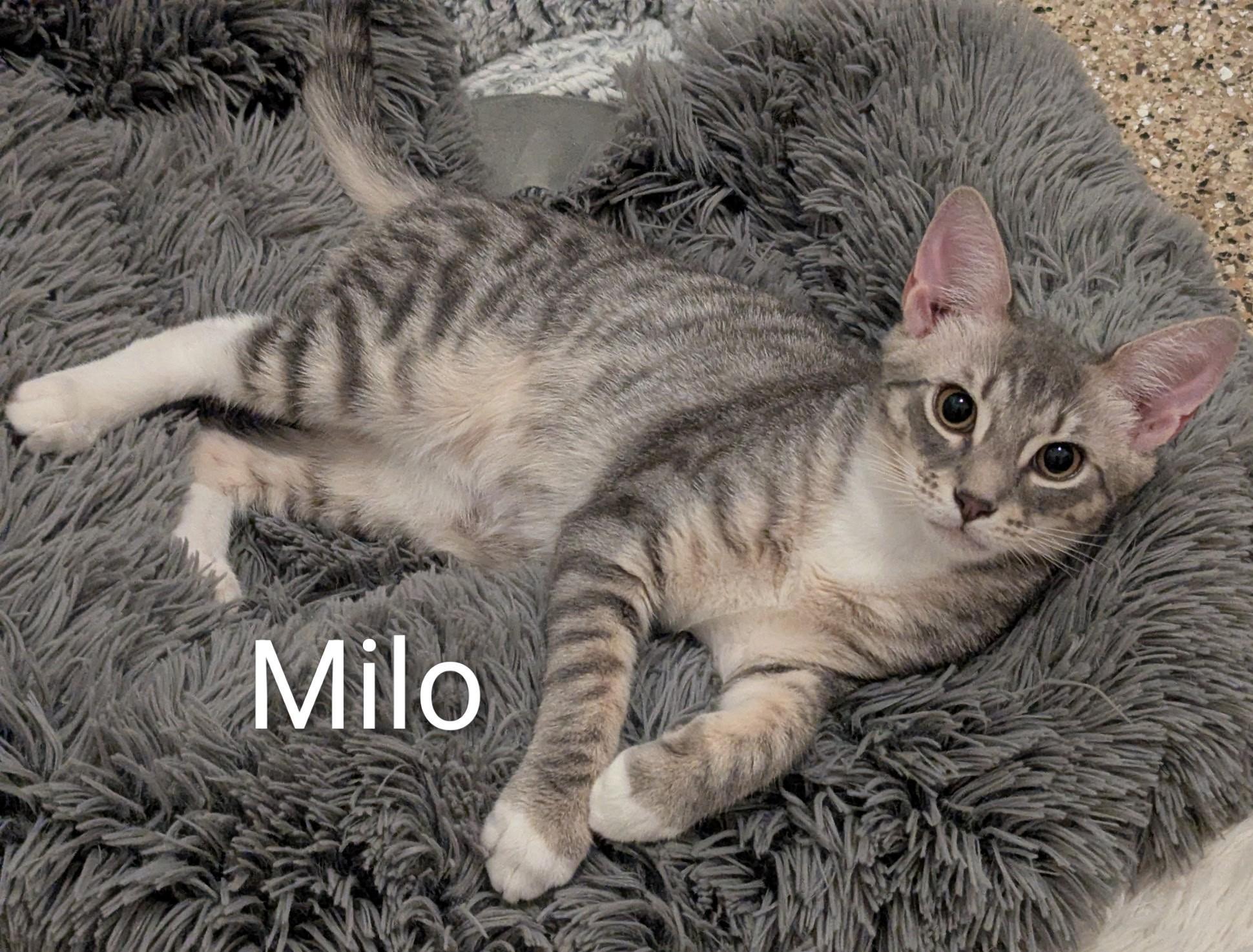 Milo